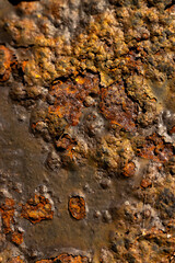 rusted metal in color with textures