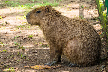 The capybara or greater capybara (Hydrochoerus hydrochaeris) is a giant cavy rodent native to South America