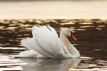 mute swan showing mating behaviour - 748924608
