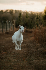 Fototapeta premium goat on the farm