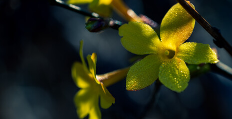Wild yellow jasmine flowers between lights and shadows