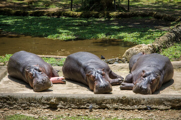 The hippopotamus is a megaherbivore and is exceeded in size among land animals only by elephants and some rhinoceros species