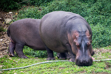 The hippopotamus is a megaherbivore and is exceeded in size among land animals only by elephants and some rhinoceros species