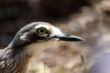 Bush stone-curlew Bird