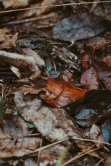 autumn leaves on the ground