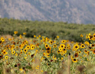Sunflower Field