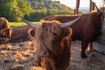 brown beautiful buffalo or horned animals, wild bulls on field.