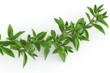 Fresh green leaves on a clean white background. Ideal for botanical projects