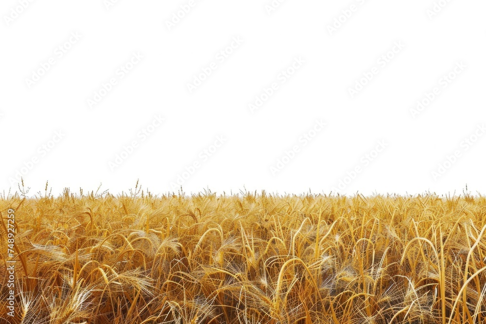 Poster a field of ripe wheat with a white sky in the background. suitable for agricultural and nature conce