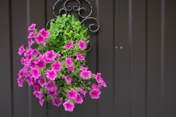 Sulfinia flowers, Pink petunia, sulphin in a pot against a brown wall. Full frame image.