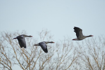 geese fly past the trees