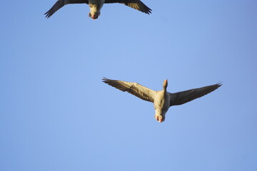 big goose against the sky