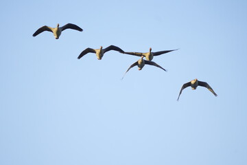 flock of wild geese flying