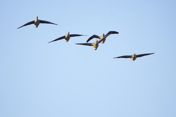 geese flying in the sky