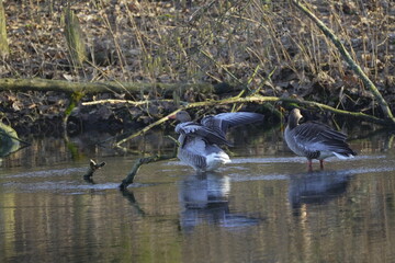 Obraz premium two geese stand in the water