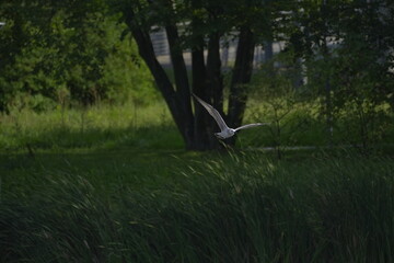 seagull flying in the park