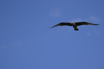 big bird flies in the sky