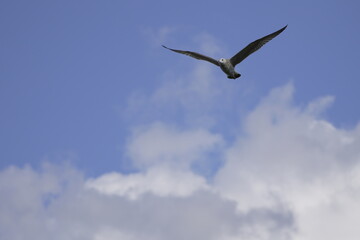 seagull flies in the sky