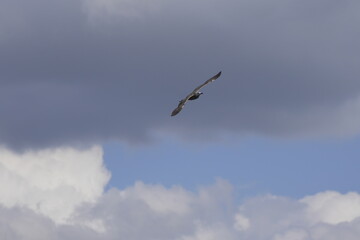 bird against a background of gray clouds