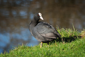 An adult coot (Fulica atra) standing in the sun on the shore of a pond and looks back
