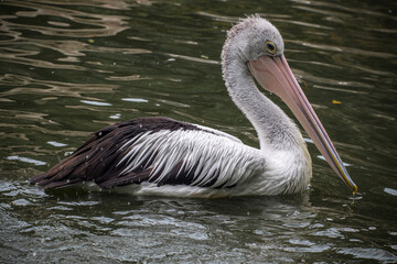 Pelicans are a genus of large water birds of the family Pelecanidae. They have a long beak and a large throat pouch