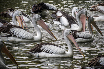 Pelicans are a genus of large water birds of the family Pelecanidae. They have a long beak and a large throat pouch