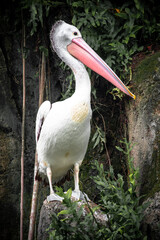 Pelicans are a genus of large water birds of the family Pelecanidae. They have a long beak and a large throat pouch
