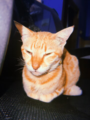 Ginger stripy grumpy cat sitting in dark room. Strange oriental cat color orange white on chair. film grain pixel texture. soft focus. blur.