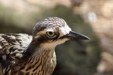 Bush stone-curlew Bird of Australia