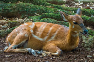 The term antelope refers to numerous extant or recently extinct species of the ruminant artiodactyl...