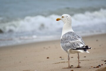 Seagull at the beach