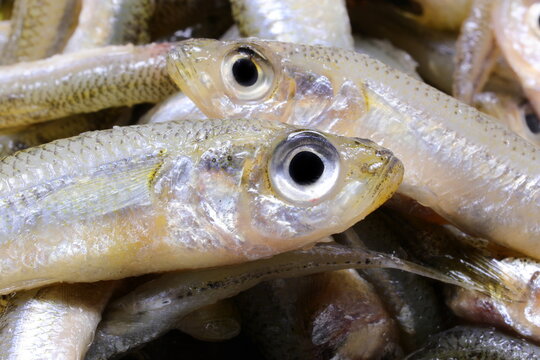 series of caught fish called sand smelt with big eyes are very appreciated in the Italian and mediterranean cuisine
