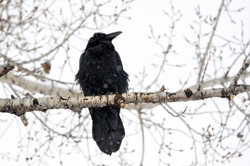 Raven (Corvus corax) perched in cottonwood tree during snowstorm; Grand Teton NP; Wyoming