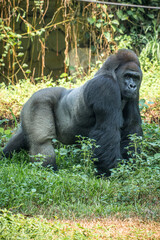 Gorillas are herbivorous, predominantly ground-dwelling great apes that inhabit the tropical forests of equatorial Africa