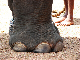 Obraz premium Closeup of elephant foot
