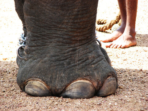 Closeup of elephant foot