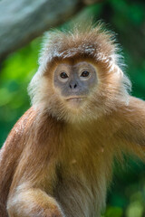 The East Javan langur (Trachypithecus auratus), also known as the ebony lutung, Javan langur or Javan lutung