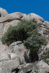 Holm oak, Quercus rotundifolia, growing on the rocks. Photo taken in La Pedriza, Guadarrama Mountains National Park, Madrid, Spain. - obrazy, fototapety, plakaty