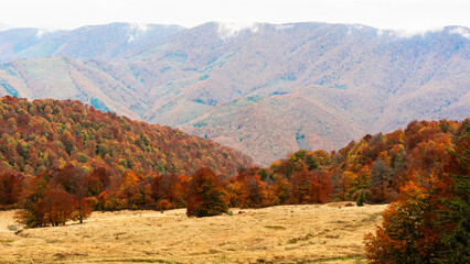 landscape, autumn forest, fog, mountains, yellow leaves on the trees, dry grass, nature, in the mountains, travel, coniferous and deciduous trees