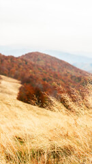 landscape, autumn forest, fog, mountains, yellow leaves on the trees, dry grass, nature, in the...