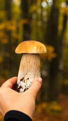 porcini mushroom, boletus, against the backdrop of an orsen forest, ingredients for cooking,...