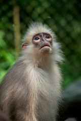 The mitered langur (Presbytis mitrata) is a species of monkey in the family Cercopithecidae