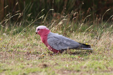 galah eating on the grass