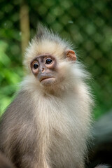 The mitered langur (Presbytis mitrata) is a species of monkey in the family Cercopithecidae