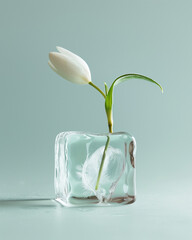 Snowdrop blooming from ice cube on a light background. Minimal spring background. Close up.