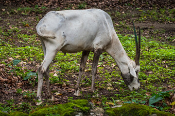 Oryx is a genus consisting of four large antelope species called oryxes