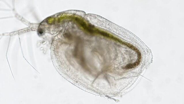 living water flea (daphnia) under the microscope - optical microscope x100 magnification