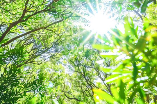 A vibrant image of sunlight filtering through dense green foliage, offering a sense of growth, life, and refreshment