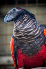 Pesquet's parrot (Psittrichas fulgidus), also known as the Dracula parrot or as the vulturine parrot