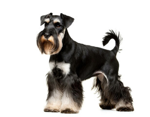 Schnauzer stehend isoliert auf wei&szlig;en Hintergrund, Freisteller 